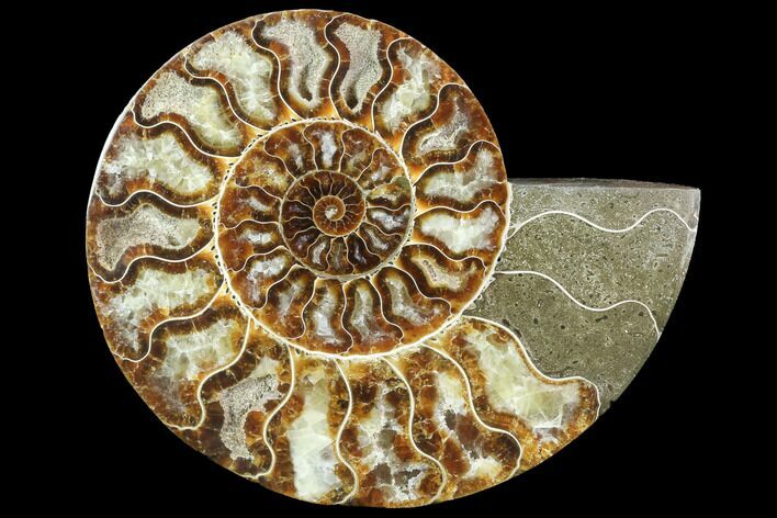 Agatized Ammonite Fossil (Half) - Crystal Chambers #88456